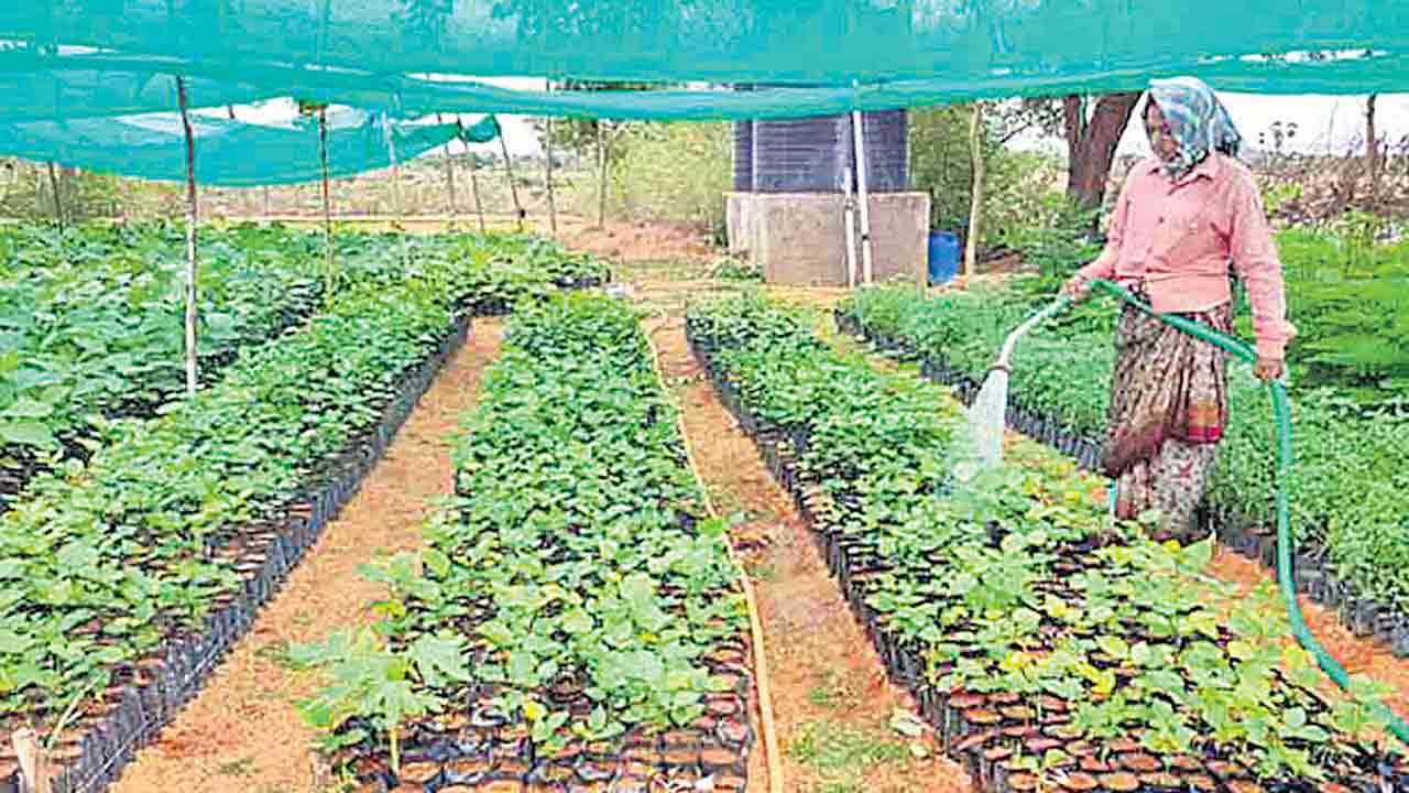 అటకెక్కిన వన మహోత్సవం