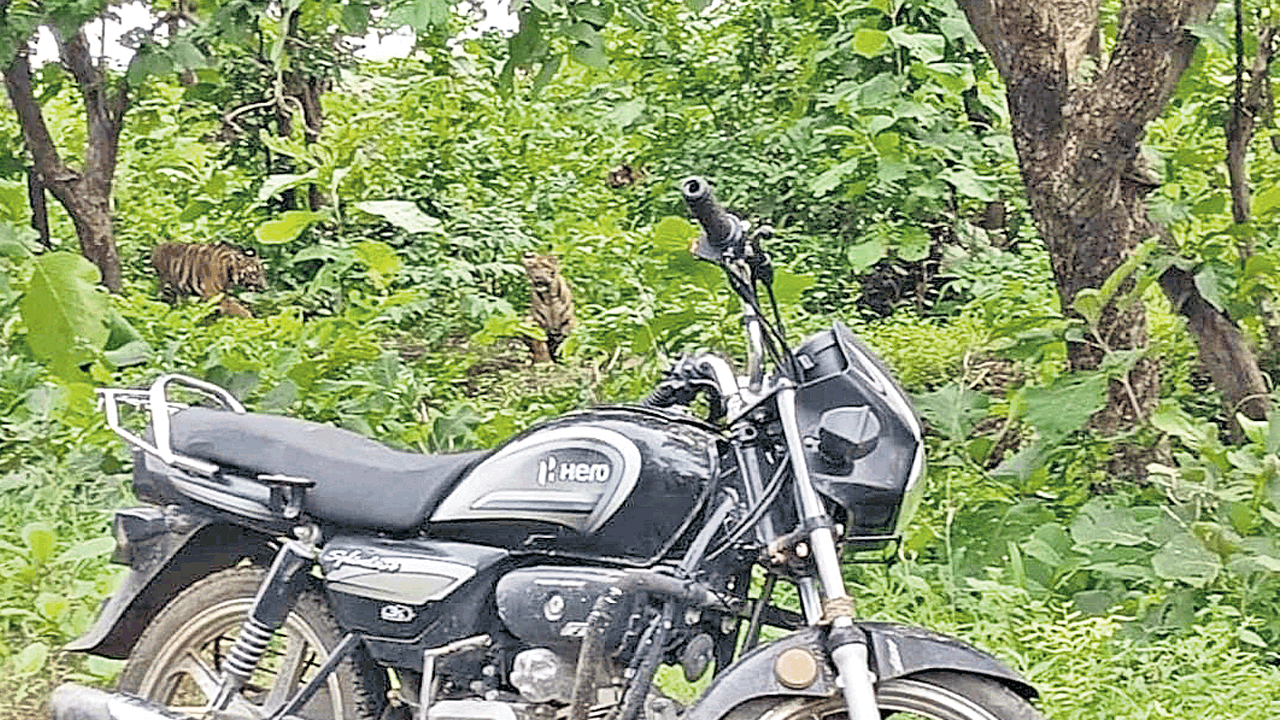 తెలంగాణ సరిహద్దుల్లో పులుల సంచారం