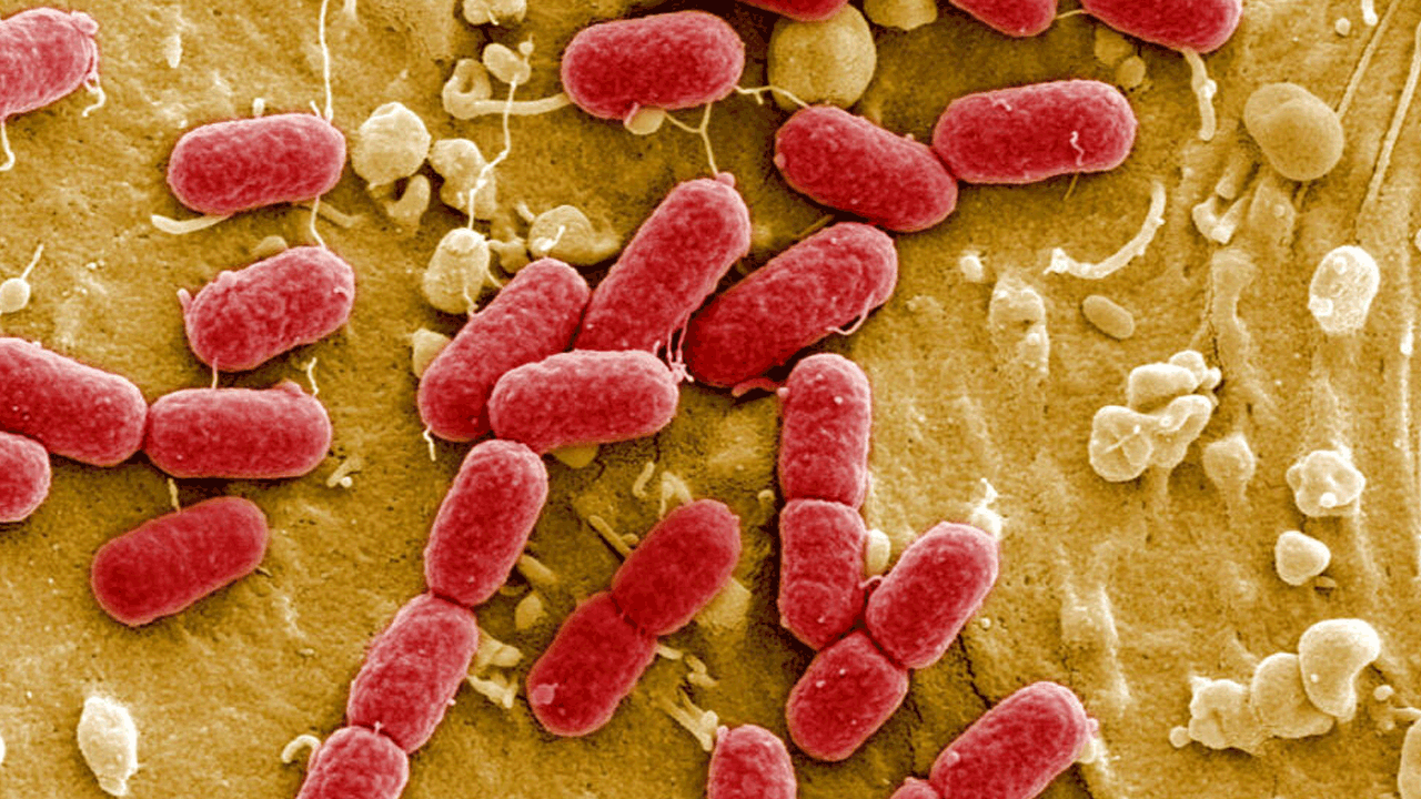 Superbug | 25 ఏండ్లలో 4 కోట్ల మందిని బలి తీసుకోనున్న సూపర్‌బగ్స్‌