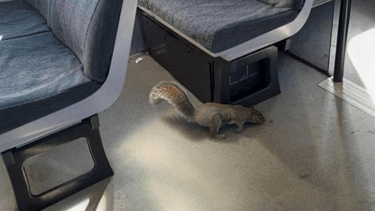 Train cancellation | రైలు దిగకుండా మొండికేసిన ఉడుత.. సర్వీసు రద్దు