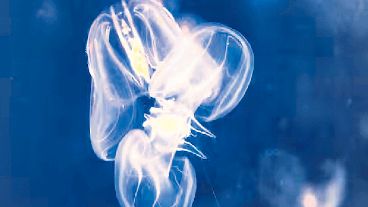 ఆపద వస్తే వయసు రివర్స్‌!