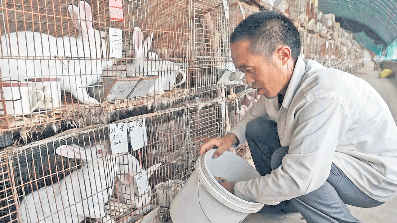 China | చైనా పశువుల కొట్టాల్లో 125 వైరస్లు