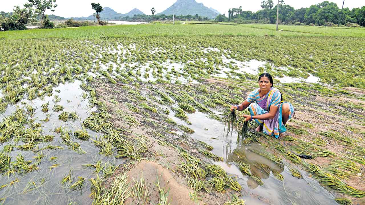 పంటల బీమా..ఏదీ ధీమా
