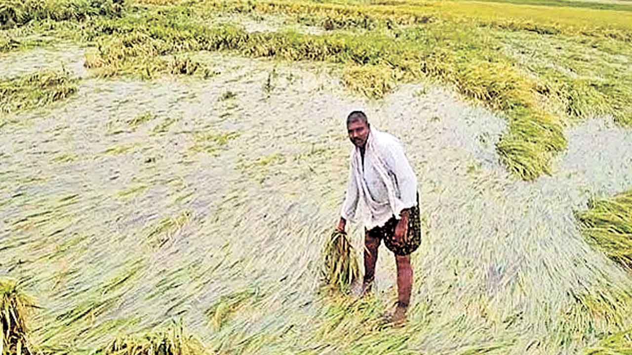 Crop Insurance | నెల రోజులుగా సీఎం వద్దే ఫైలు.. పంటల బీమా టెండర్‌ ఎప్పుడు?