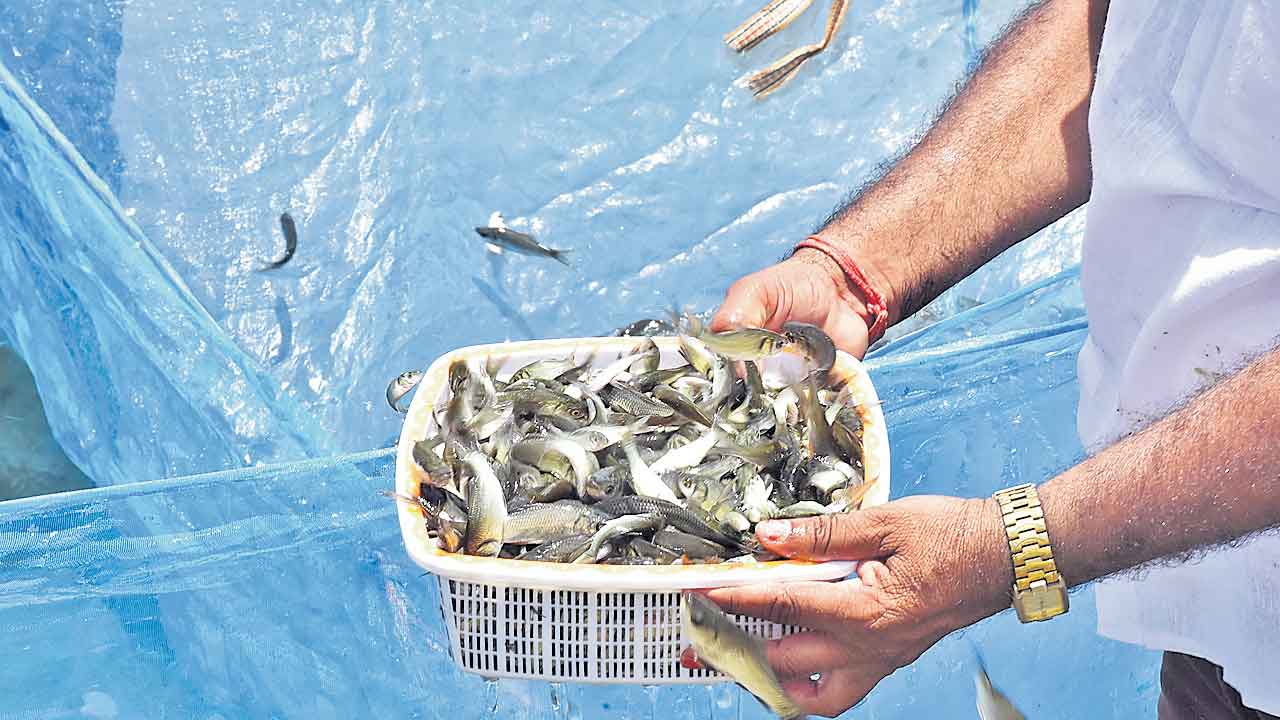 Congress Govt | సగం చేపపిల్లలకు సర్కారు కోత.. పంపిణీ ఎప్పుడో?