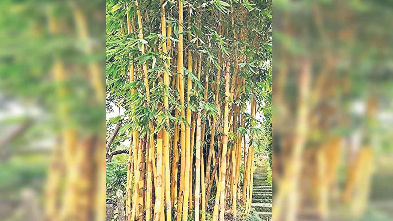 వెదురు గడ్డిజాతి మొక్కనే…