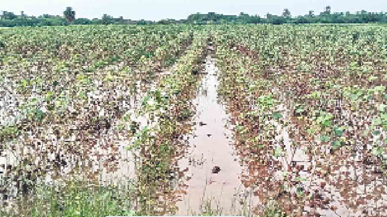 పంట పొలాలను కాపాడండి