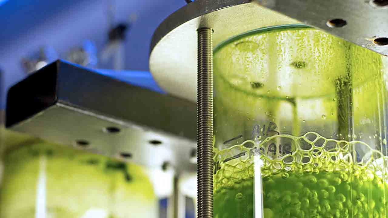 IICT | ఆల్గే బయోటెక్నాలజీపై ఐఐసీటీ పరిశోధనలు