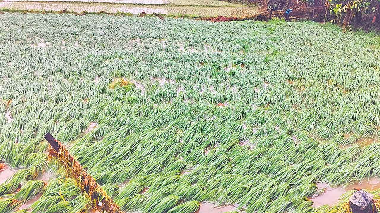 Heavy Rains | కుండపోత వర్షాలు.. 25 లక్షల ఎకరాల్లో పంట నష్టం!