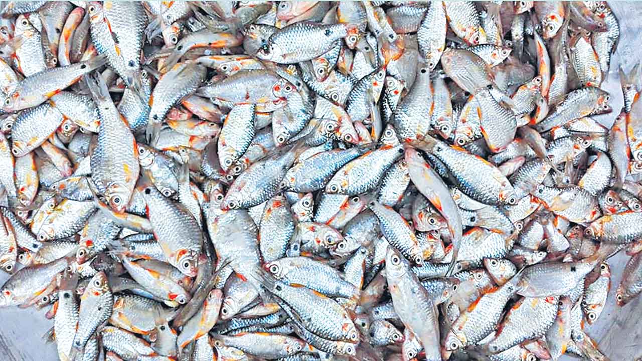 చేపపిల్లల పంపిణీకి స్పందన కరువు