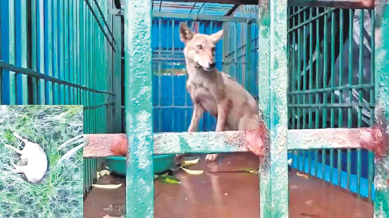 తోడేళ్లు కనిపిస్తే కాల్చివేత యోగి సర్కార్‌ ఆదేశం