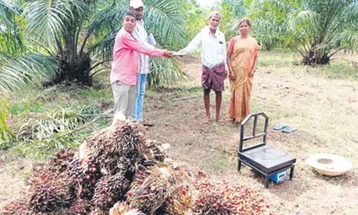 ఆయిల్పామ్ రైతులకు మంచిరోజులు