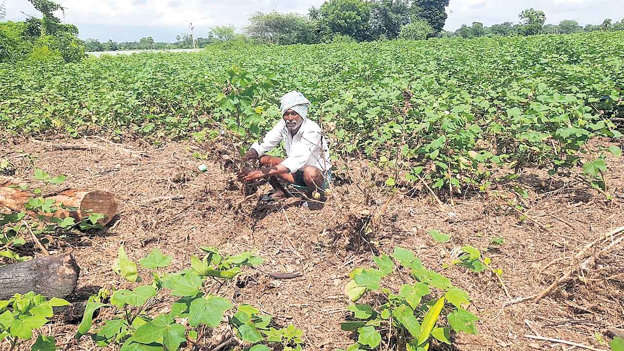 లీడర్లు చెప్పిన పొలాల్లోనే పంటల పరిశీలన?