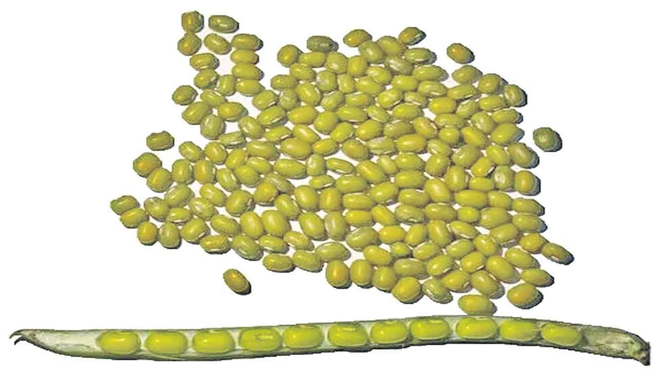 పెసర్ల కొనుగోలుపై చేతులెత్తేసిన సర్కారు