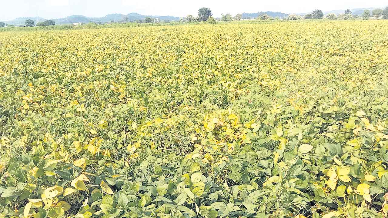 సోయా కొనుగోలుకు చర్యలు