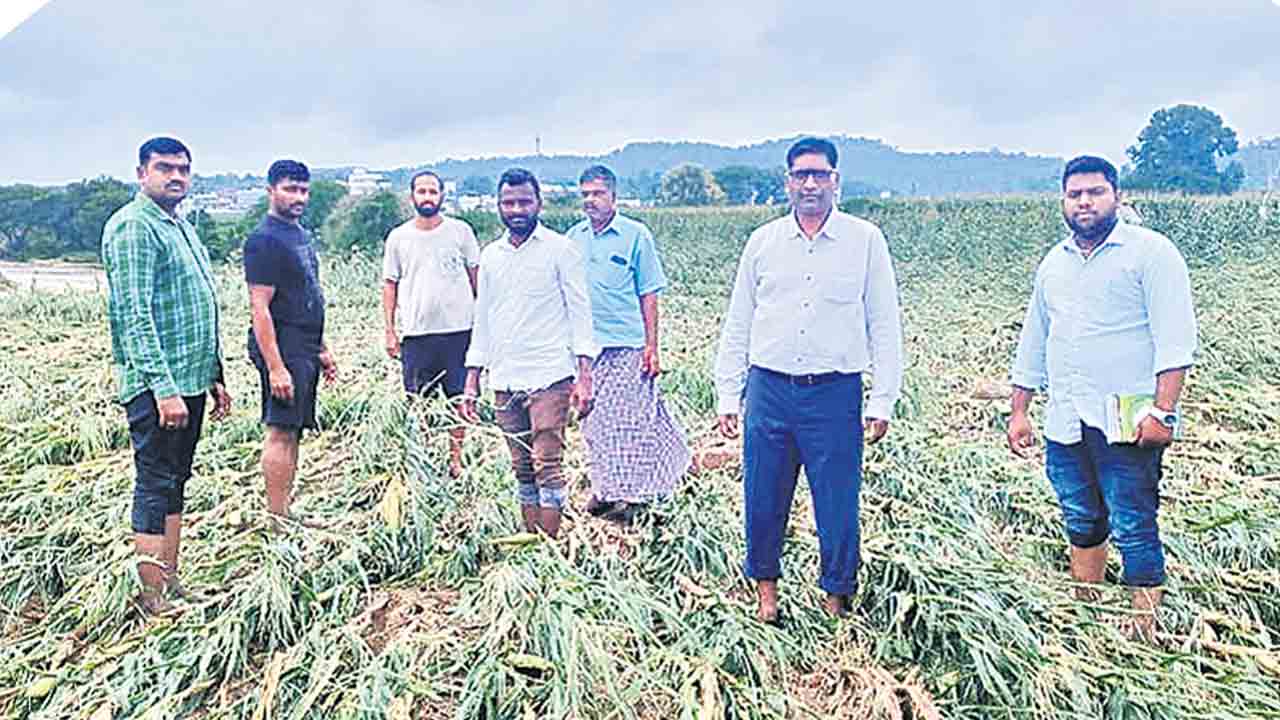 పంట నష్టమెంత ?