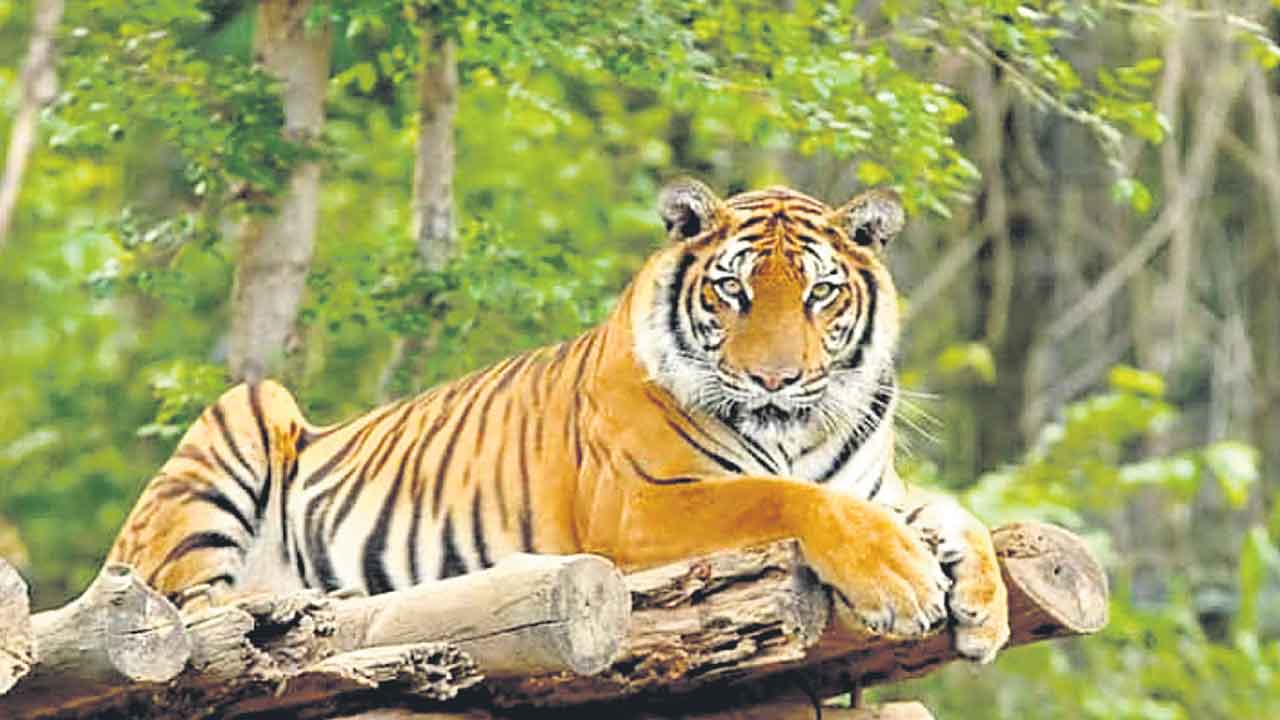 Nilamala Forest | నల్లమలలో పెరిగిన పులుల సంఖ్య