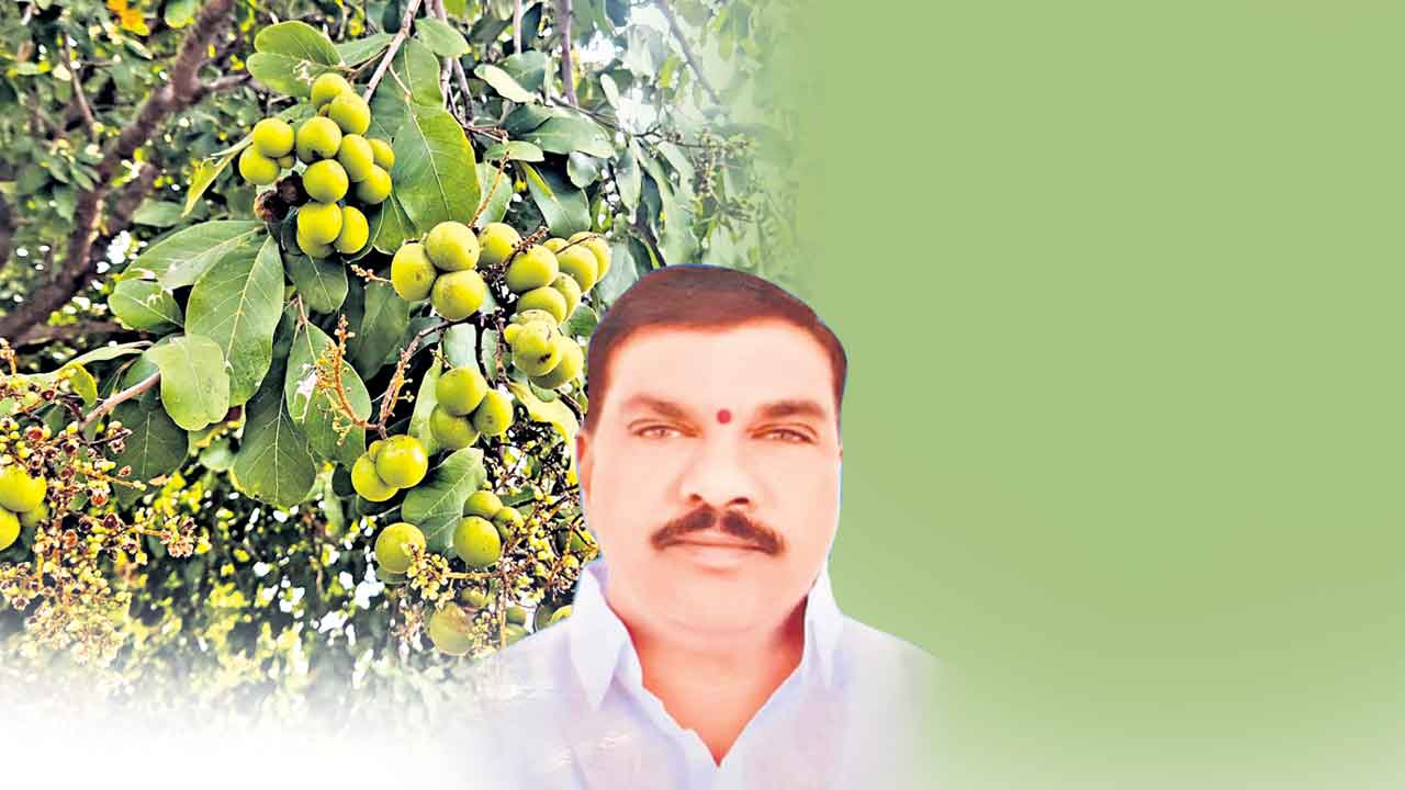 కుంకుడు సాగుతో అద్భుతాలు