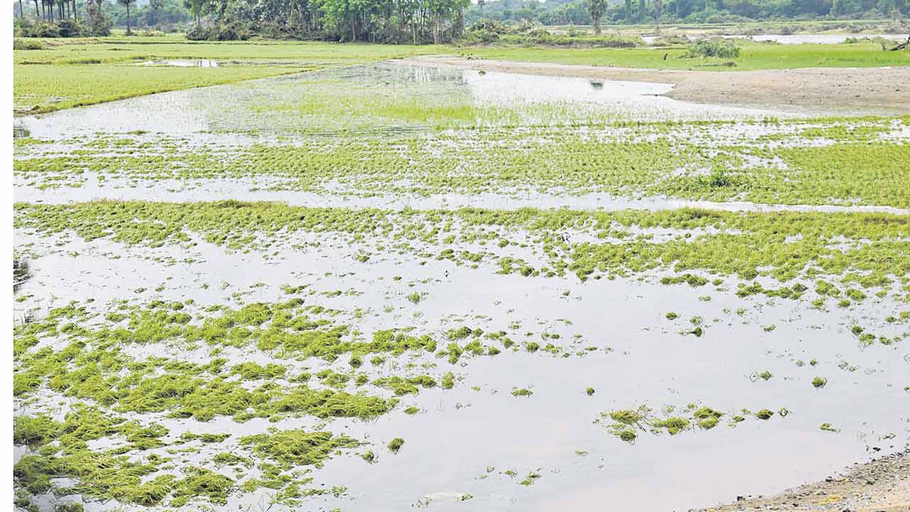 అపార నష్టం అరకొర సాయం..