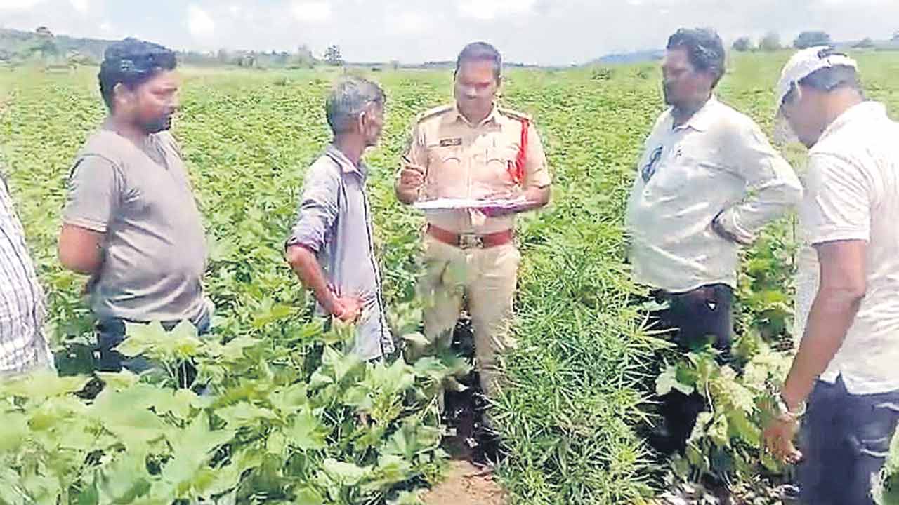 పత్తి చేల నడుమ గంజాయి సాగు