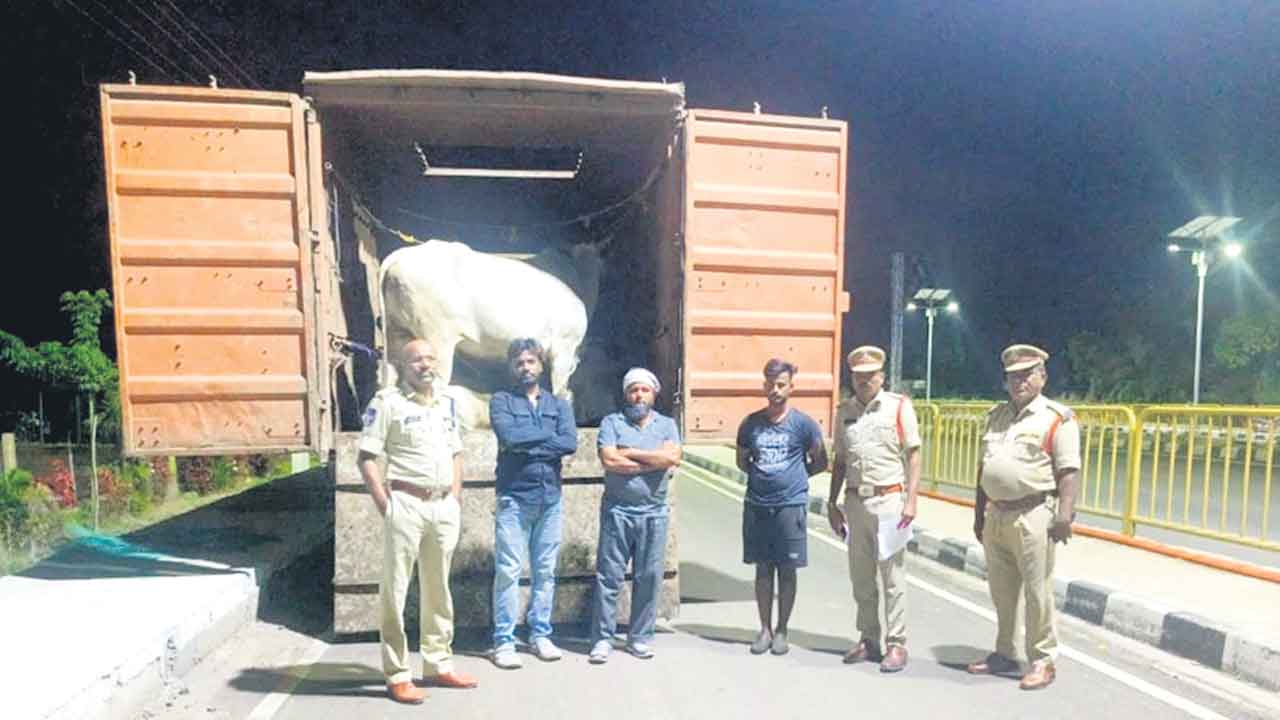 Cattle Smuggling 2