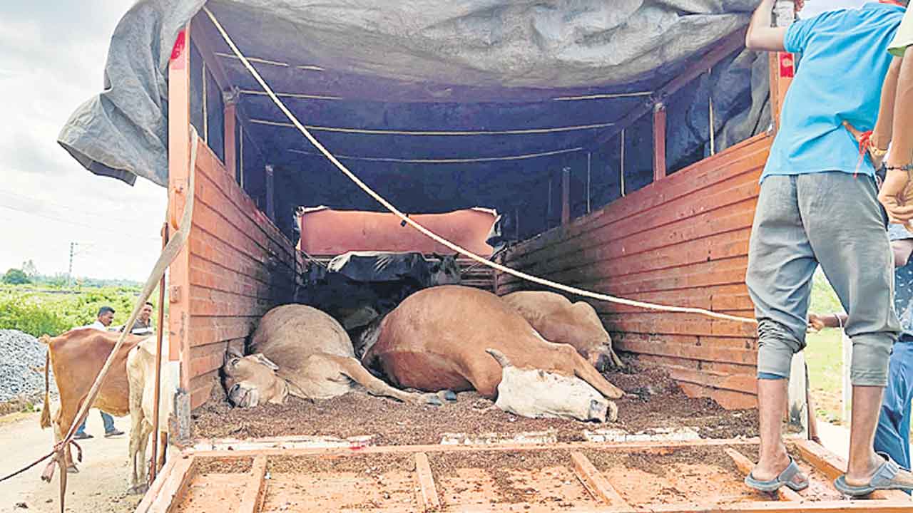 Cattle Smuggling 3