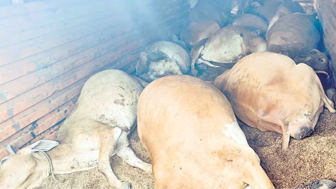 మూగ వేదన