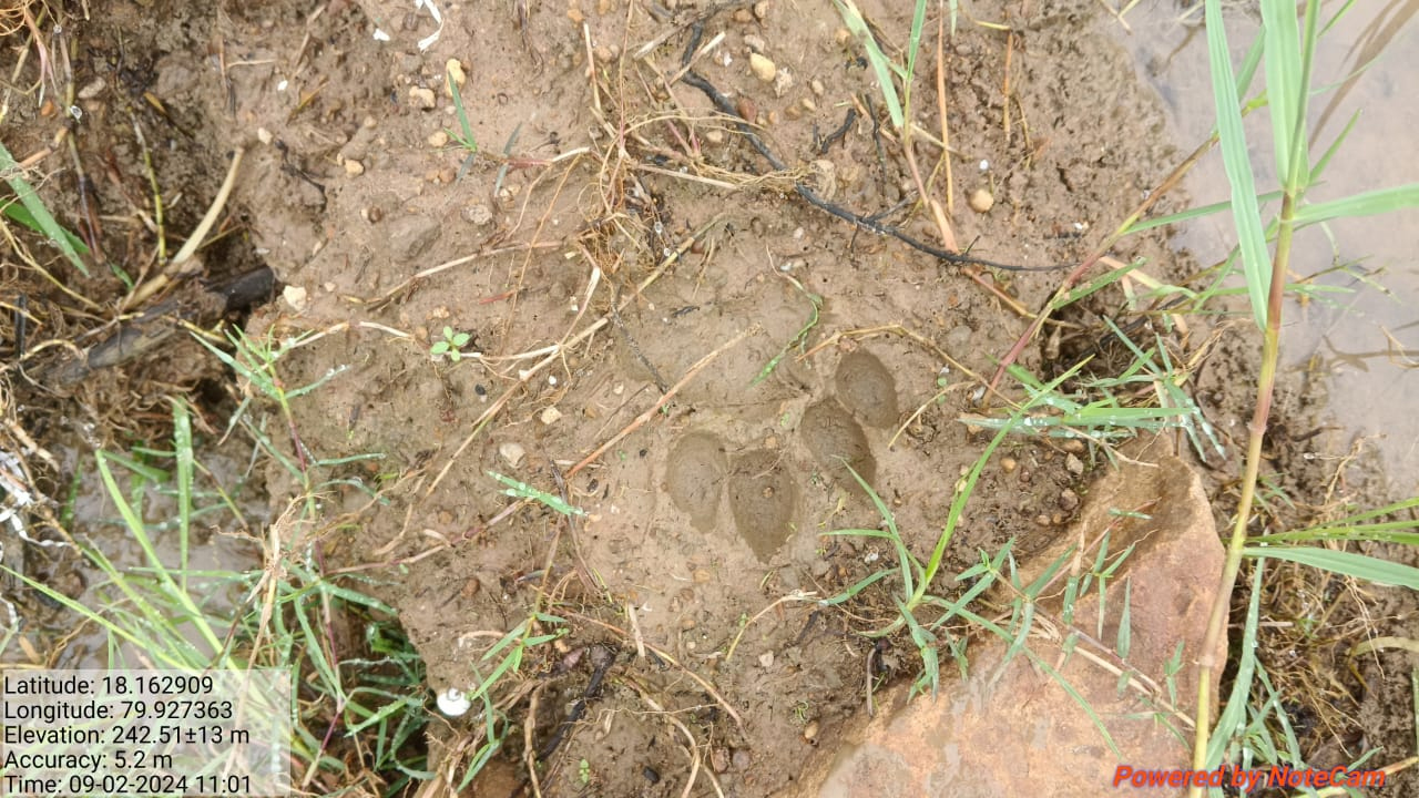 Cheetah | ములుగులో చిరుత సంచారం.. హెచ్చరించిన ఫారెస్ట్‌ అధికారులు