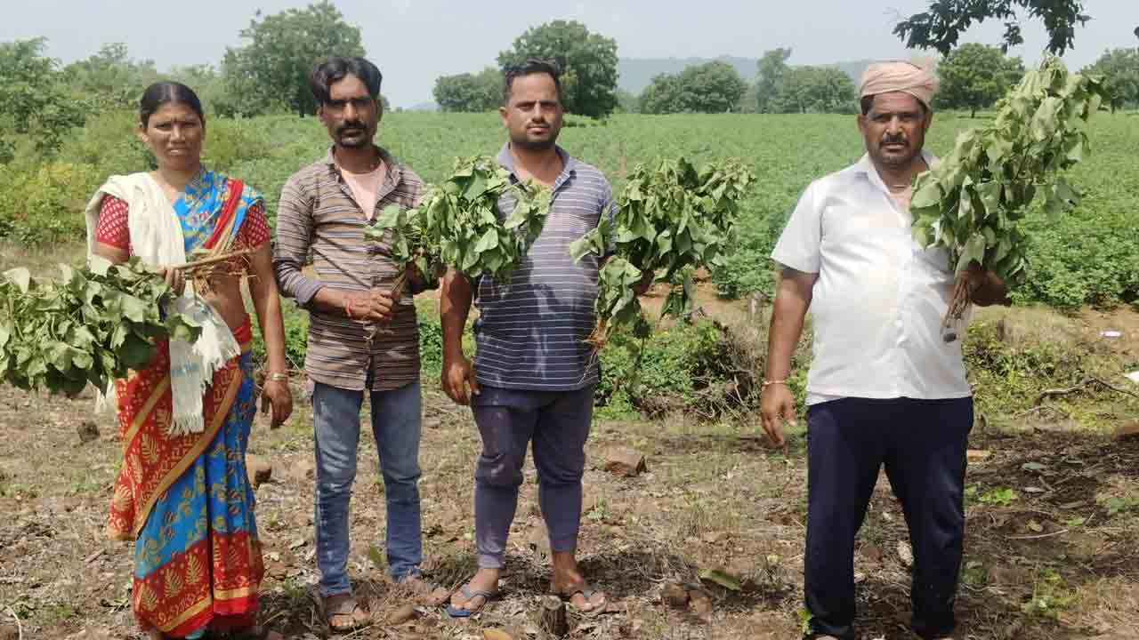 పోడు భూమిలో పత్తి పంట ధ్వంసం