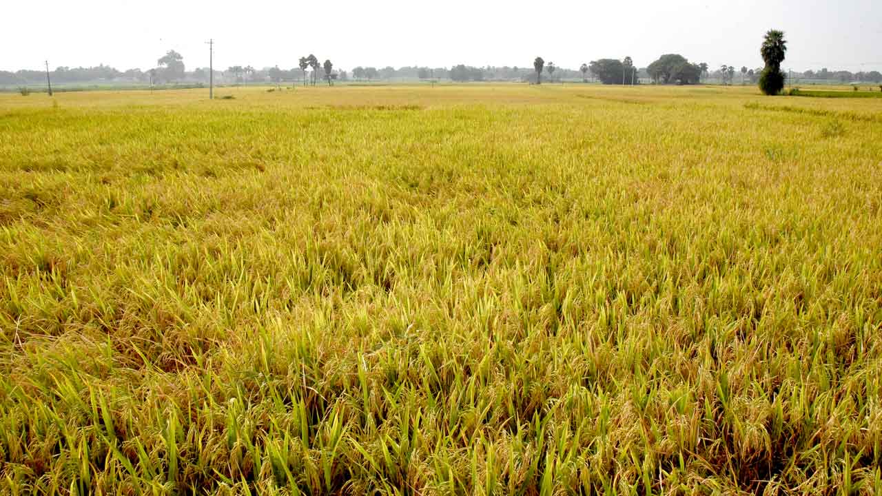 పెరిగిన సన్నాల సాగు