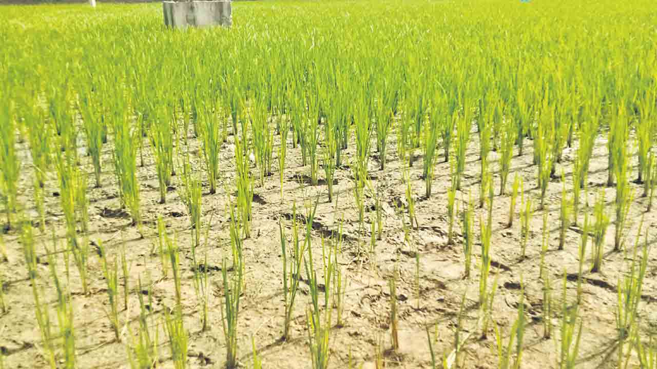 సాగునీరు మహాప్రభో..!