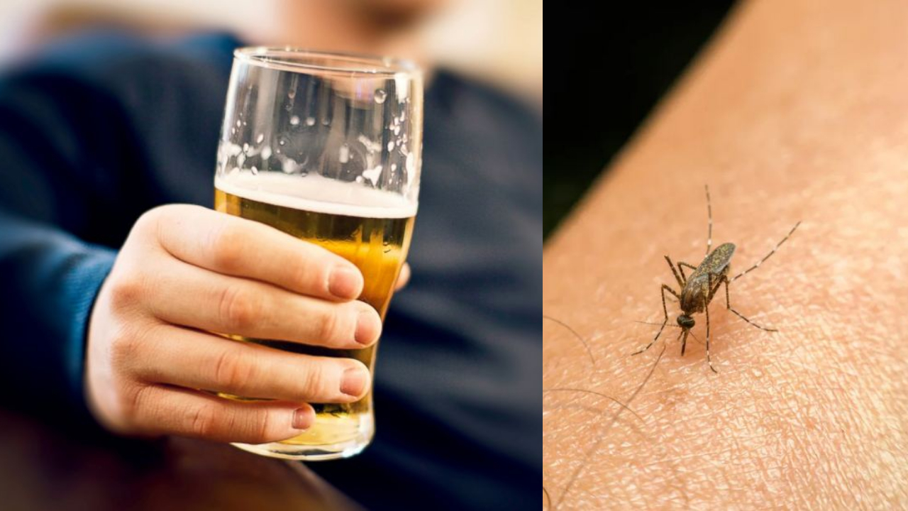 Viral | మీరు బీరు తాగుతున్నారా? అయితే  మీ శరీరంలోకి దోమలకు ఎంట్రీ పాస్‌ ఇచ్చినట్టే! బీ కేర్‌ ఫుల్‌