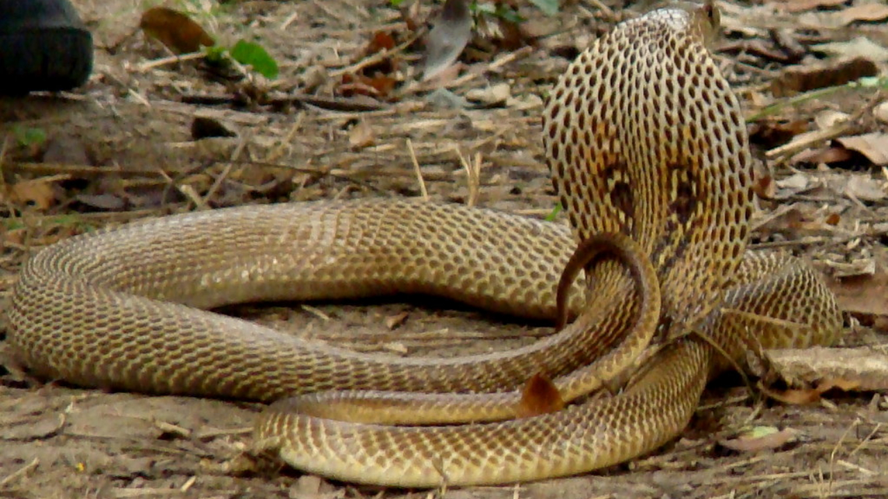 Snakes | వర్షాలు తగ్గాయ్‌.. ఇండ్లల్లోకి పాములొస్తున్నాయ్‌.. జాగ్రత్త! ఆదమరిస్తే అంతే..