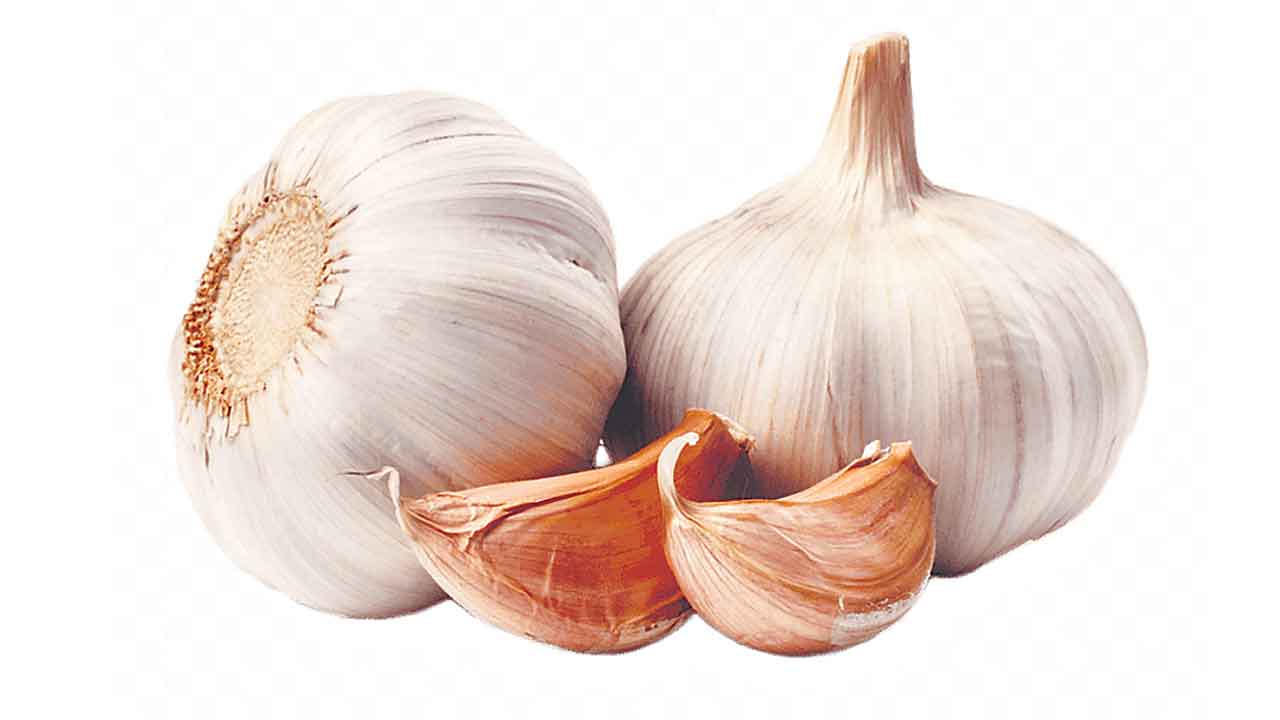 Garlic