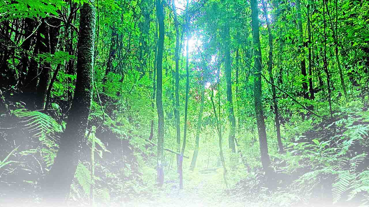 వన విలాపం..