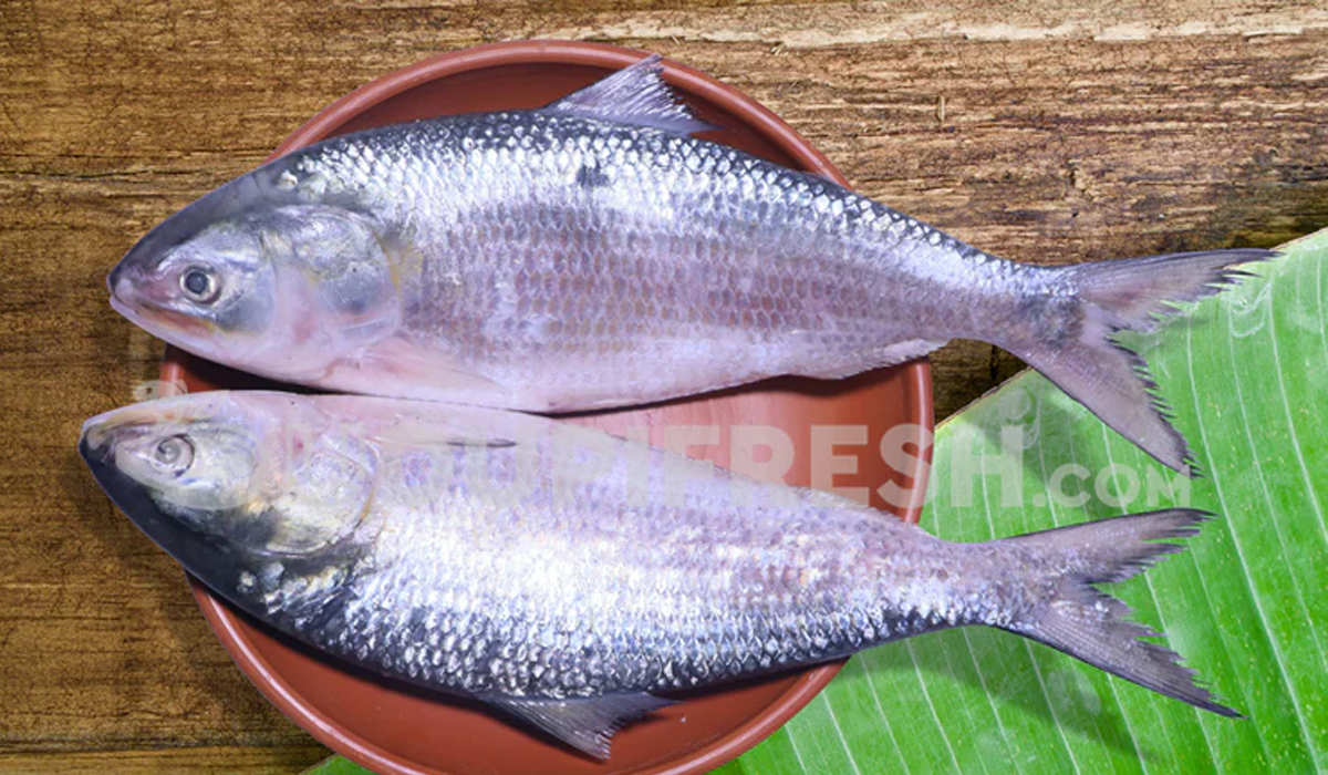 Hilsa fish | బంగ్లాదేశ్‌లో ‘హిల్సా’ ఎగుమతులపై నిషేధం ఎత్తివేత.. భారత్‌కు 3 వేల టన్నుల హిల్సా చేపలు..!
