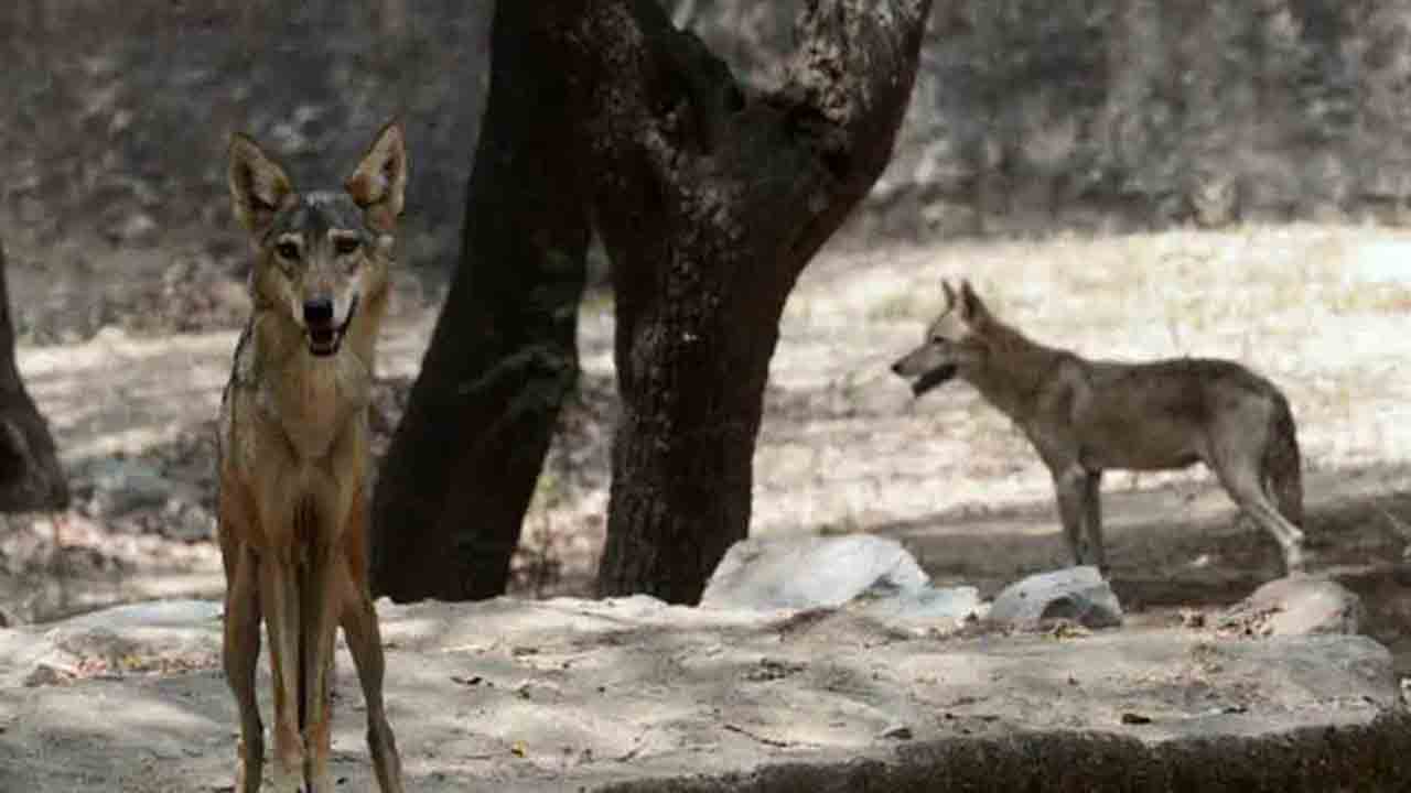 Killer wolfs | తోడేళ్లు కనిపిస్తే కాల్చేయండి.. అధికారులకు యోగి సర్కార్‌ కీలక ఆదేశాలు