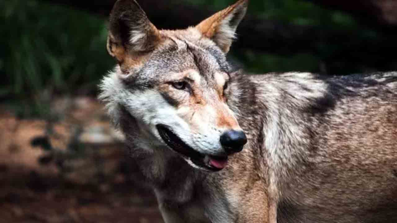 Killer wolfs | 13 ఏళ్ల బాలుడిపై తోడేలు దాడి