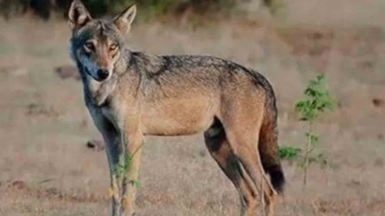 Killer wolfs | యూపీలో మరోసారి తోడేలు దాడి.. 11 ఏళ్ల బాలికకు గాయాలు