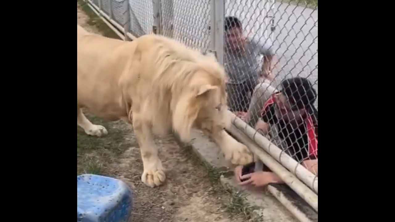 Viral Video | సింహం ఎన్‌క్లోజర్‌లో చేయిపెట్టిన యువకుడు.. సింహం చేసిన పనికి అంతా షాక్..Video