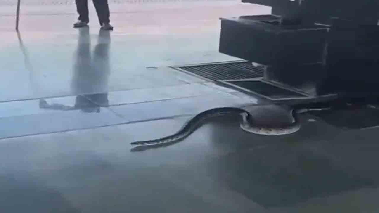 Watch: రైల్వే స్టేషన్‌ ప్లాట్‌ఫారమ్‌పై పెద్ద పాము.. భయాందోళన చెందిన ప్రయాణికులు