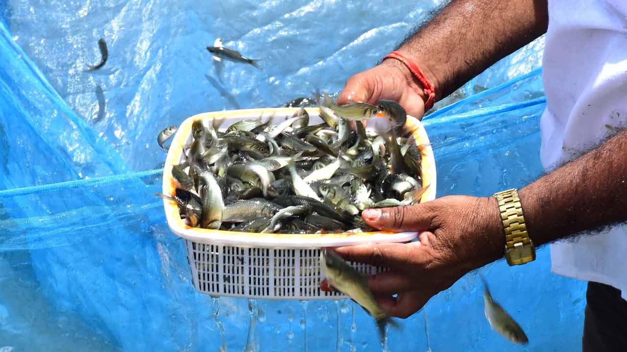 ఉచిత చేప పిల్లలు ఈసారి సగమే..
