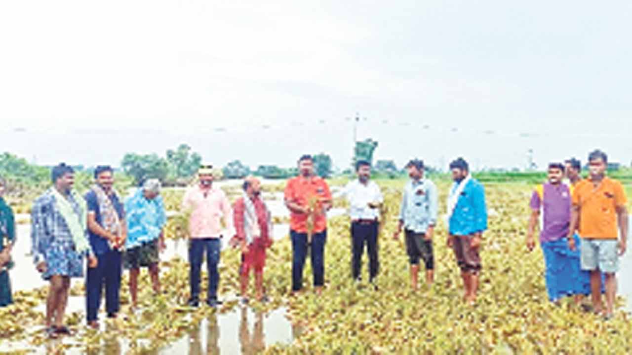 అధిక నీటితో పంటలకు అనర్థమే..