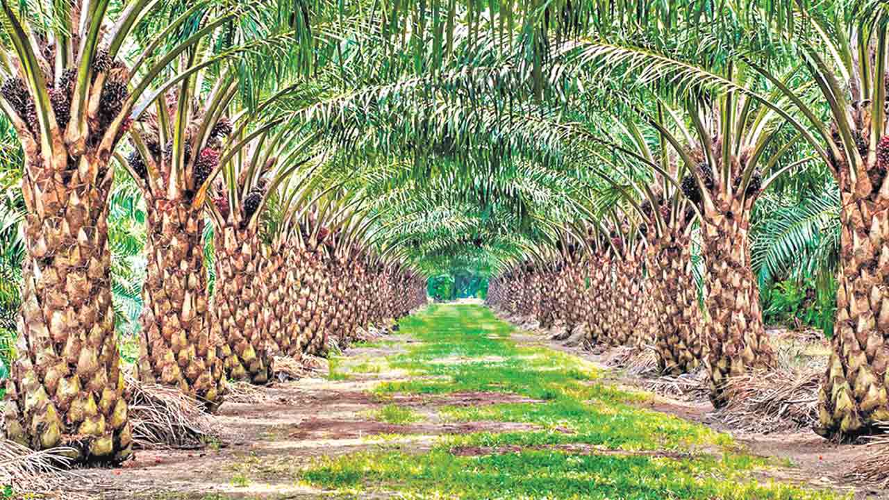 ఆయిల్‌పాం విస్తరణ ఆగినట్లేనా!?