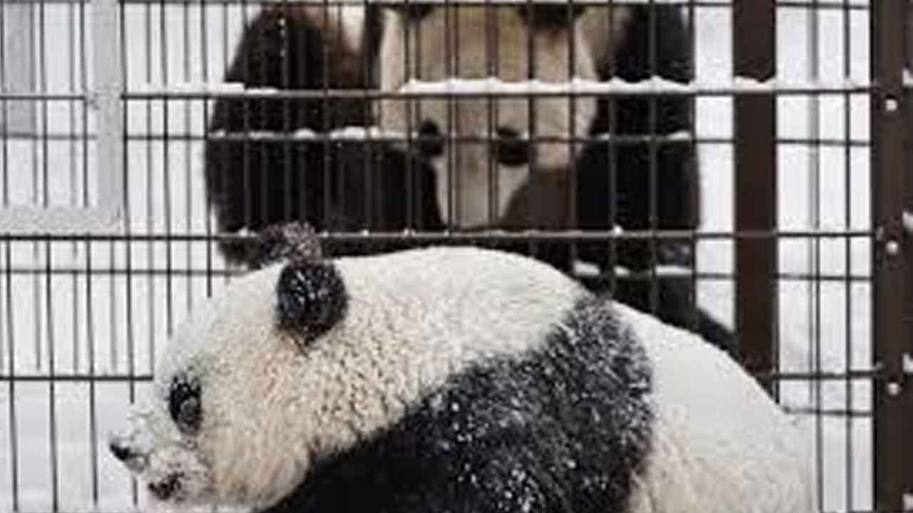 Pandas | వీటి ఖర్చులు భరించలేం.. చైనాకు పాండాలను తిరిగి ఇచ్చేస్తామన్న ఫిన్లాండ్‌