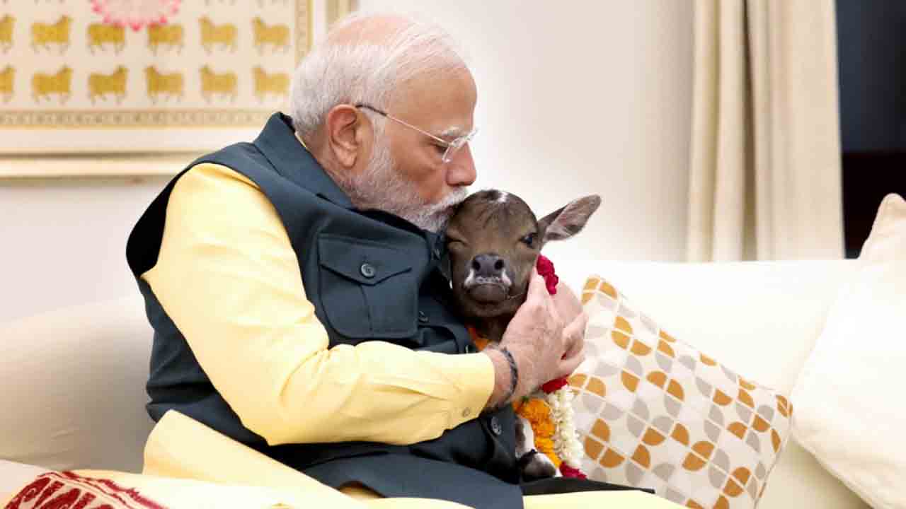 PM Modi | లేగదూడను ముద్దాడిన ప్రధాని మోదీ.. వీడియో