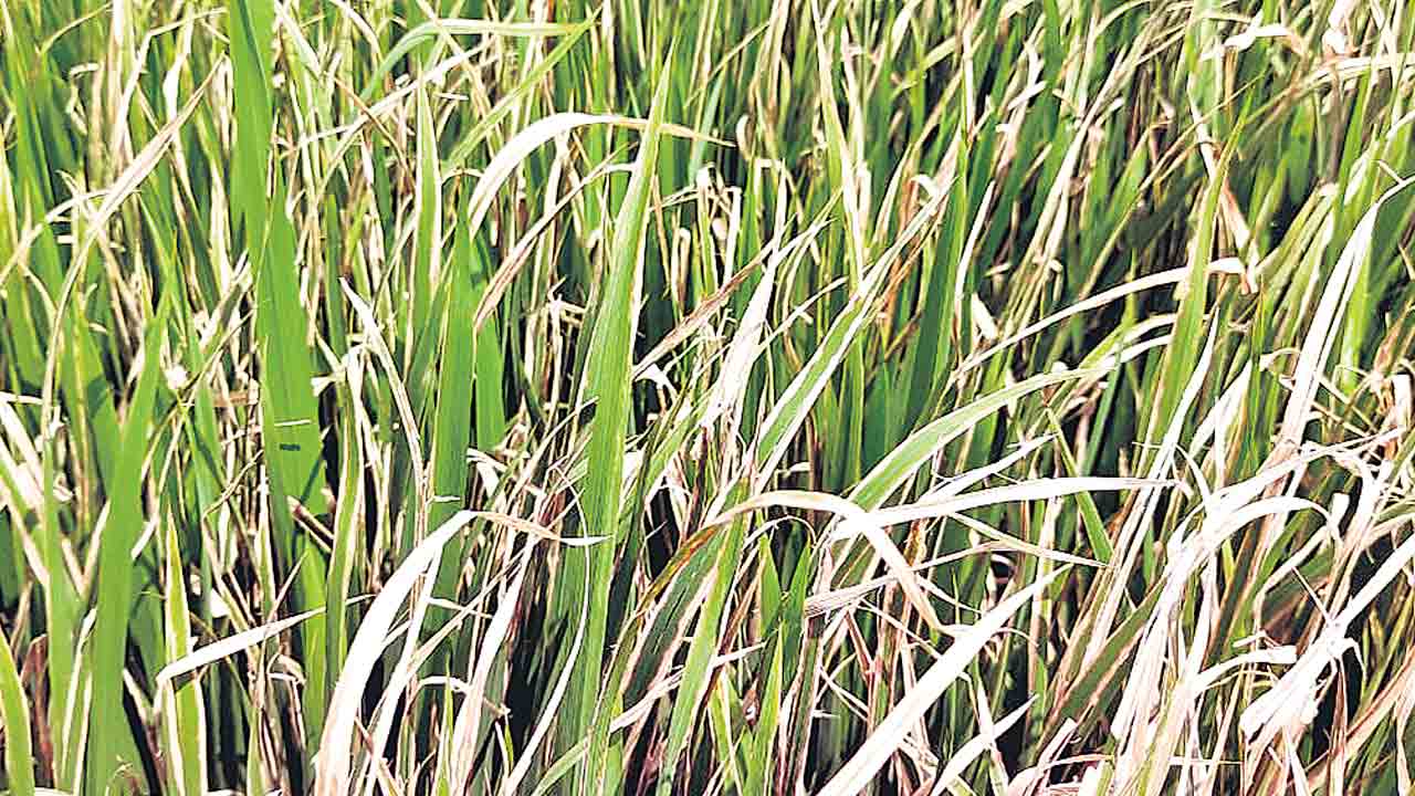 వరిలో సస్యరక్షణ చర్యలు చేపట్టాలి