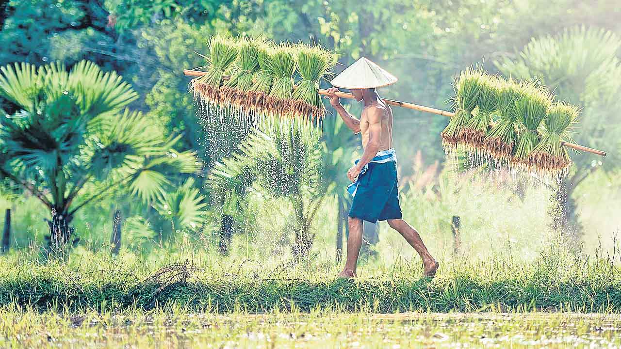 Diabetes | మధుమేహానికి చెక్‌పెట్టే వరి వంగడం.. త్వరలో భారత్‌లోనూ సాగు