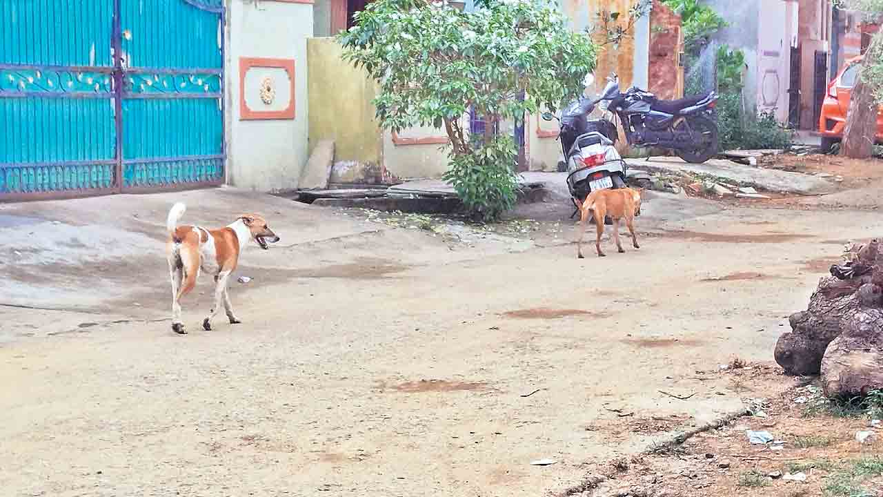 కామారెడ్డిలో కుక్కల కలకలం