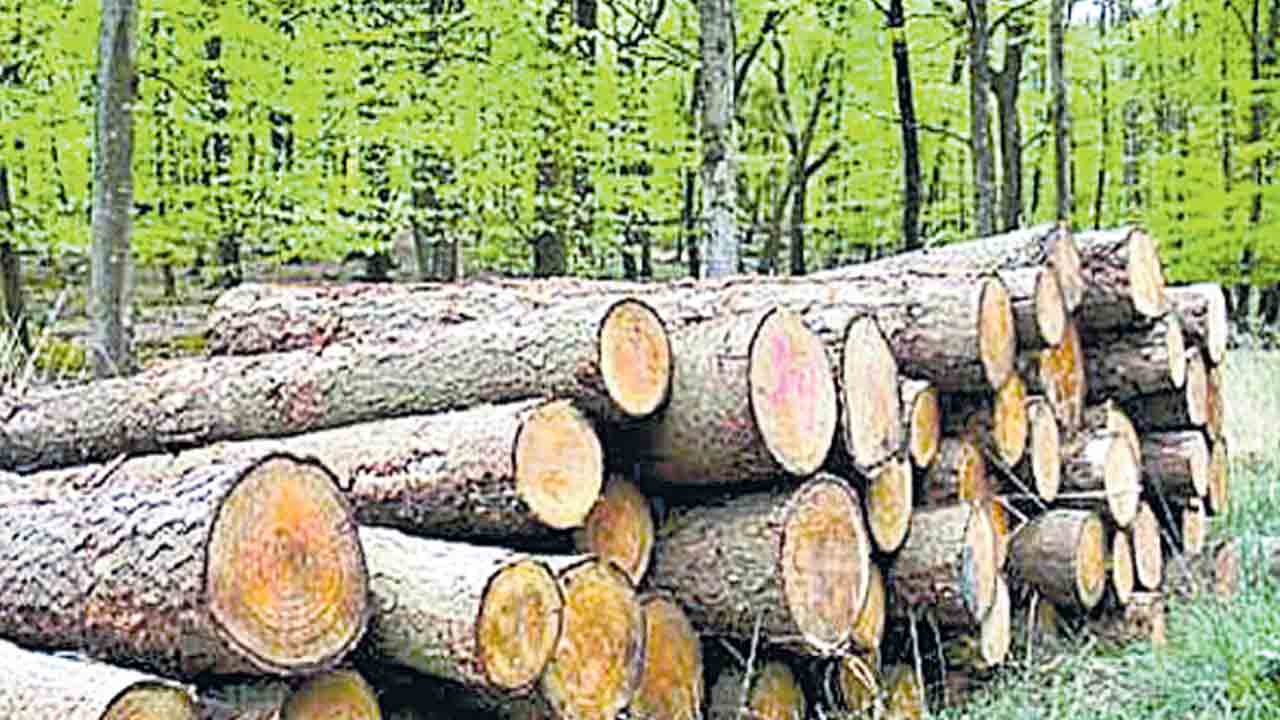 కలప కటకట